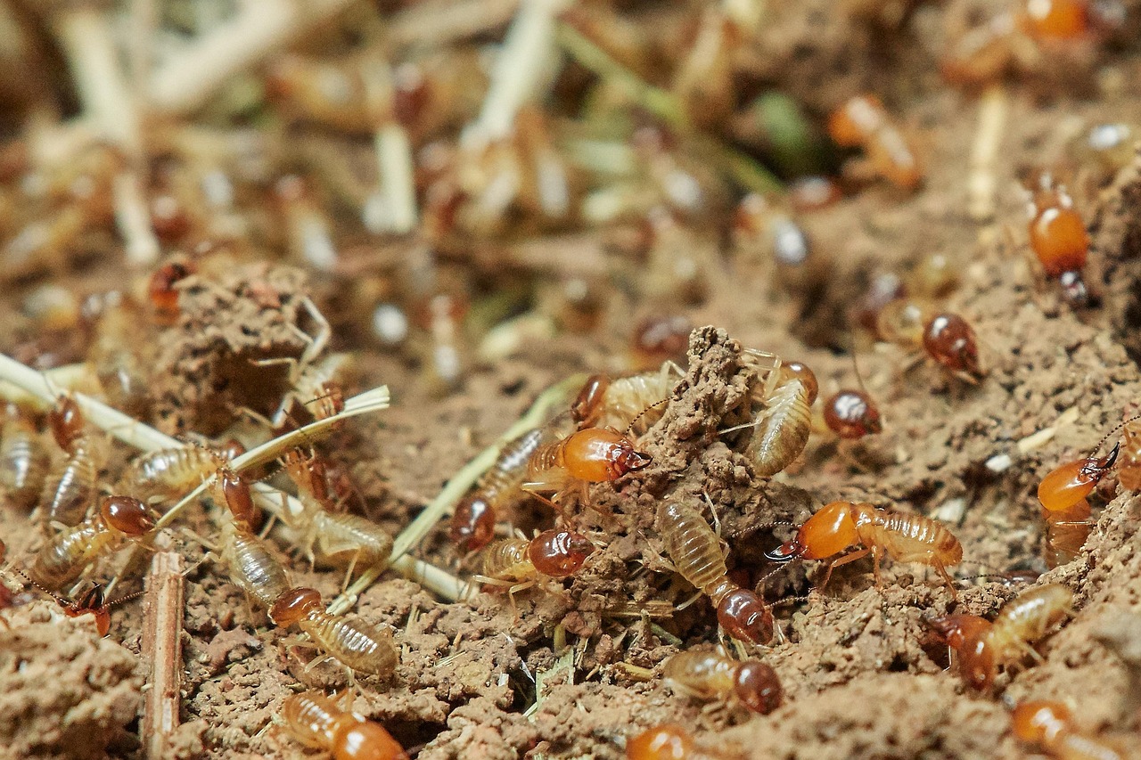 Vers gebakken brood met insectenmeel.