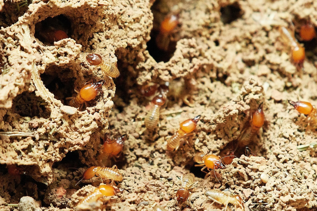 Gegrilde insecten als eiwitrijke vleesvervanger.
