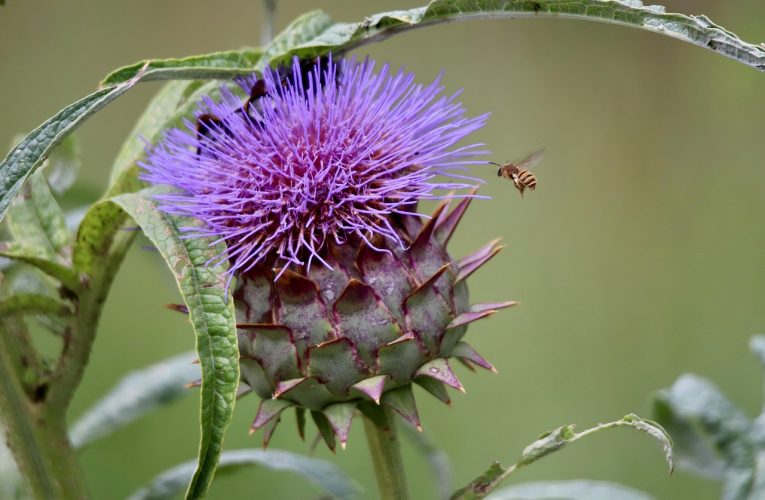 Duurzame kooktrends: koken met insecteneiwitten