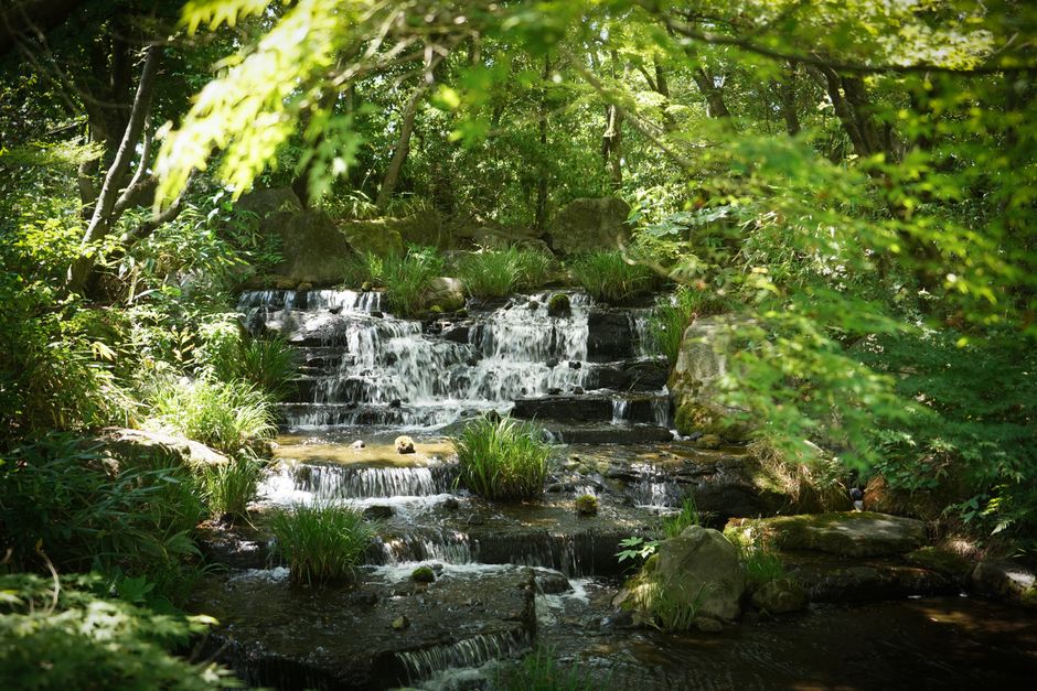 Rustgevende vijver met Koi-karpers in Japanse tuin