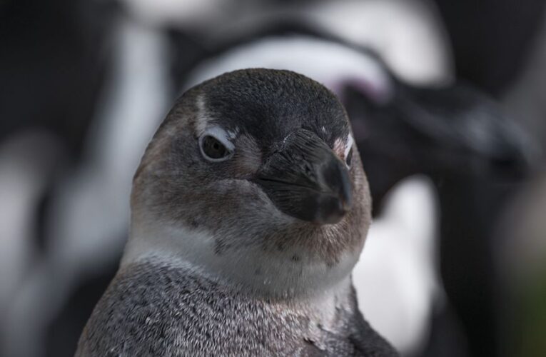 Pinguïn schilderij tips voor kinderkamers met een tikkeltje humor