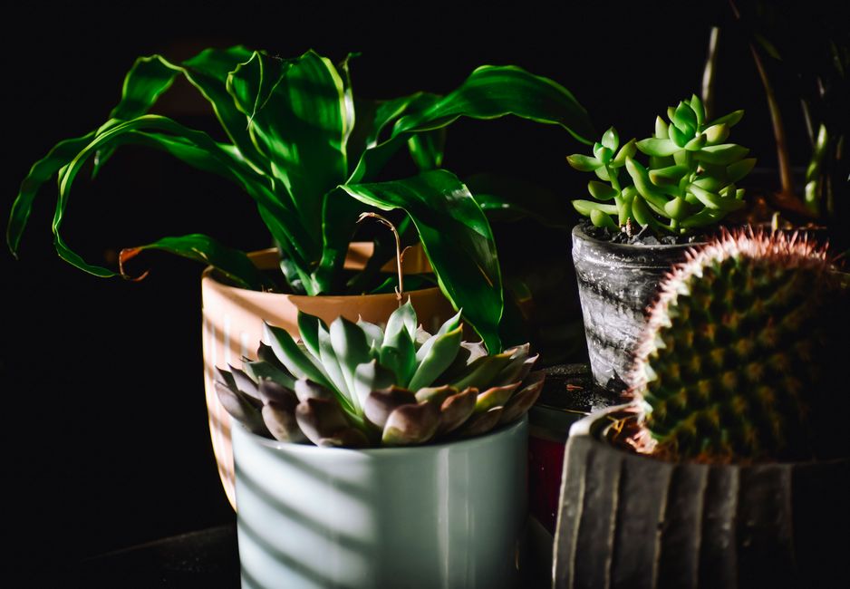 Calathea met felgekleurde bladeren in een schemerzone. Calathea met felgekleurde bladeren in een schemerzone.